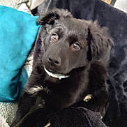 Alpha a rejoint le concours — aidez-le/la à gagner de superbes lots ! animal, black_dog, blanket, collar, comfort, companion, cozy, cushion, cute, dog, fur, furry, home, indoor, mammal, pet, portrait, relaxing, resting, soft