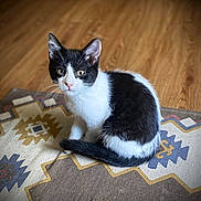 Asha is registered to the contest to win money with this photo: cat, kitten, black_and_white, pet, animal, fur, whiskers, ears, eyes, floor, wooden_floor, rug, patterned_rug, indoor, cute, small, sitting, looking, domestic_animal, young