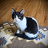 cat, kitten, black_and_white, pet, animal, fur, whiskers, ears, eyes, floor, wooden_floor, rug, patterned_rug, indoor, cute, small, sitting, looking, domestic_animal, young