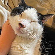 Bessie Moo is registered to the contest to win money with this photo: cat, black_and_white, close_up, content, eyes_closed, fluffy, feline, hand, indoor, pet, relaxed, sleepy, soft, whiskers, cute, cozy, animal, face, comfort, blanket