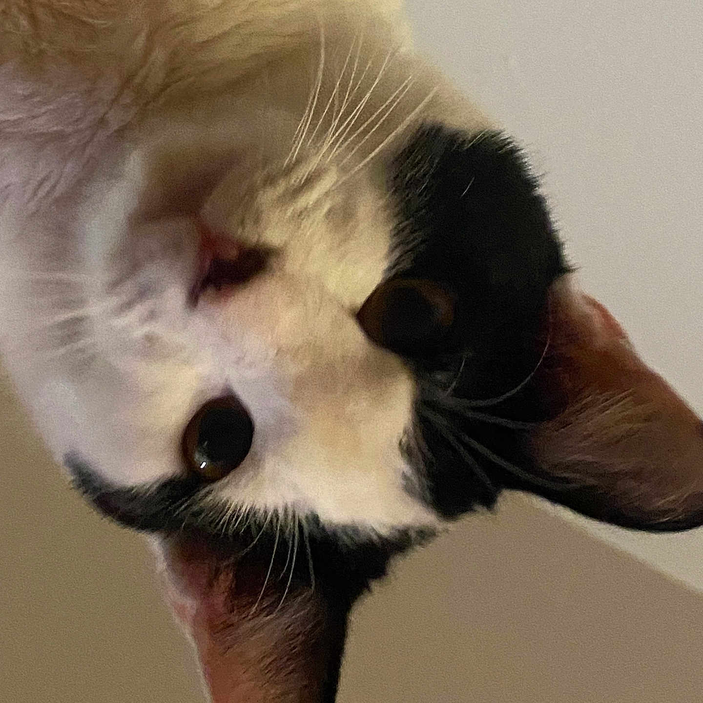 Bessie Moo joined the competition — help win amazing prizes! animal, black_and_white, cat, close_up, curious, cute, domestic_cat, ears, eye, face, feline, fur, head, indoor, looking_down, mammal, nose, pet, portrait, whiskers