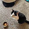 Bessie Moo is registered to the contest to win money with this photo: cat, black_and_white, carpet, cat_food, food_bowl, pet_bed, towel, indoor, animal, feline, kibble, home, floor, sitting, domestic, cute, fur, whiskers, pet, relaxed