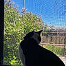 Bessie Moo is registered to the contest to win money with this photo: cat, black_and_white, window, windowsill, screen, outdoor, daylight, blue_sky, bushes, fence, animal, pet, nature, sunlight, curious, silhouette, domestic_cat, looking_out, quiet, peaceful