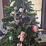 Millie is registered to the contest to win money with this photo: cat, christmas_tree, ornaments, tinsel, tabby_cat, indoor, holiday, decorations, curious, green_tree, window, blinds, festive, animal, pet, feline, holiday_decor, tree_top, christmas, cute