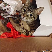 Millie joined the competition — help win amazing prizes! cat, tabby_cat, box, cardboard_box, wrapping_paper, crumpled_paper, white_box, curious, pet, indoor, feline, animal, brown_tabby, closeup, looking_up, whiskers, ears, floor, wooden_floor, messy