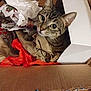 cat, tabby_cat, box, cardboard_box, wrapping_paper, crumpled_paper, white_box, curious, pet, indoor, feline, animal, brown_tabby, closeup, looking_up, whiskers, ears, floor, wooden_floor, messy