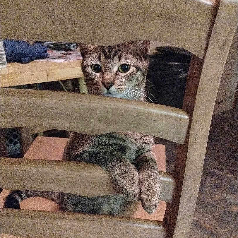 Millie is registered to the contest to win money with this photo: cat, tabby, wooden_chair, paws, indoor, curious, feline, pet, animal, furniture, table, domestic, home, looking, sitting, brown, striped, whiskers, ears, floor