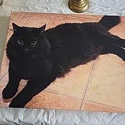 Kitty is registered to the contest to win money with this photo: animal, artwork, black_cat, brass, canvas, cat, ears, eyes, feline, fluffy, home_decor, indoor, long_hair, lying_down, pet, portrait, relaxed, table, tablecloth, tail