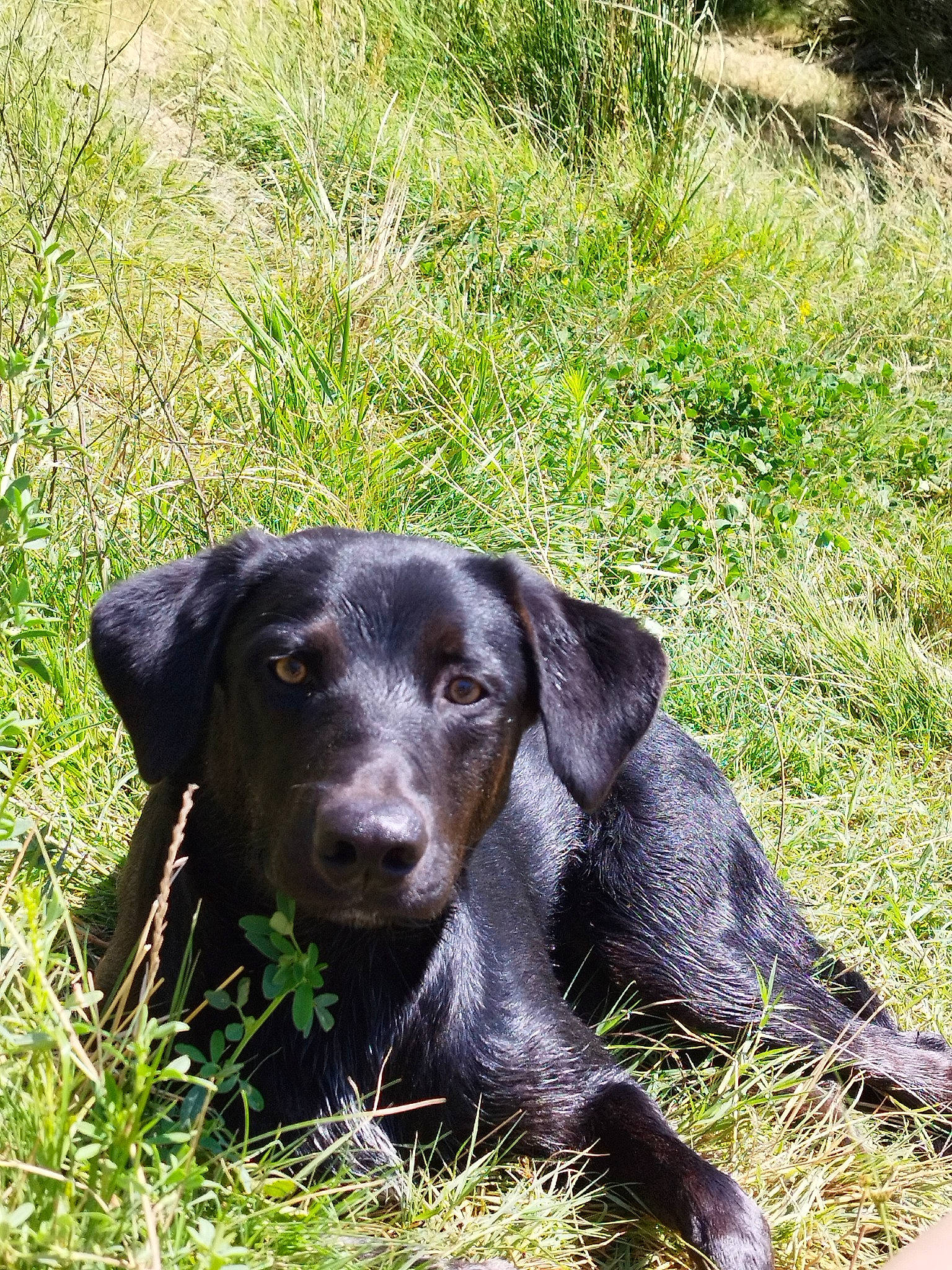 Rocky a rejoint le concours — aidez-le/la à gagner de superbes lots ! borador, canidae, carnivore, companion_dog, dog, dog_breed, eye, fur, grass, groundcover, gun_dog, hunting_dog, labrador_retriever, liver, plant, retriever, snout, sporting_group, terrestrial_animal, working_animal
