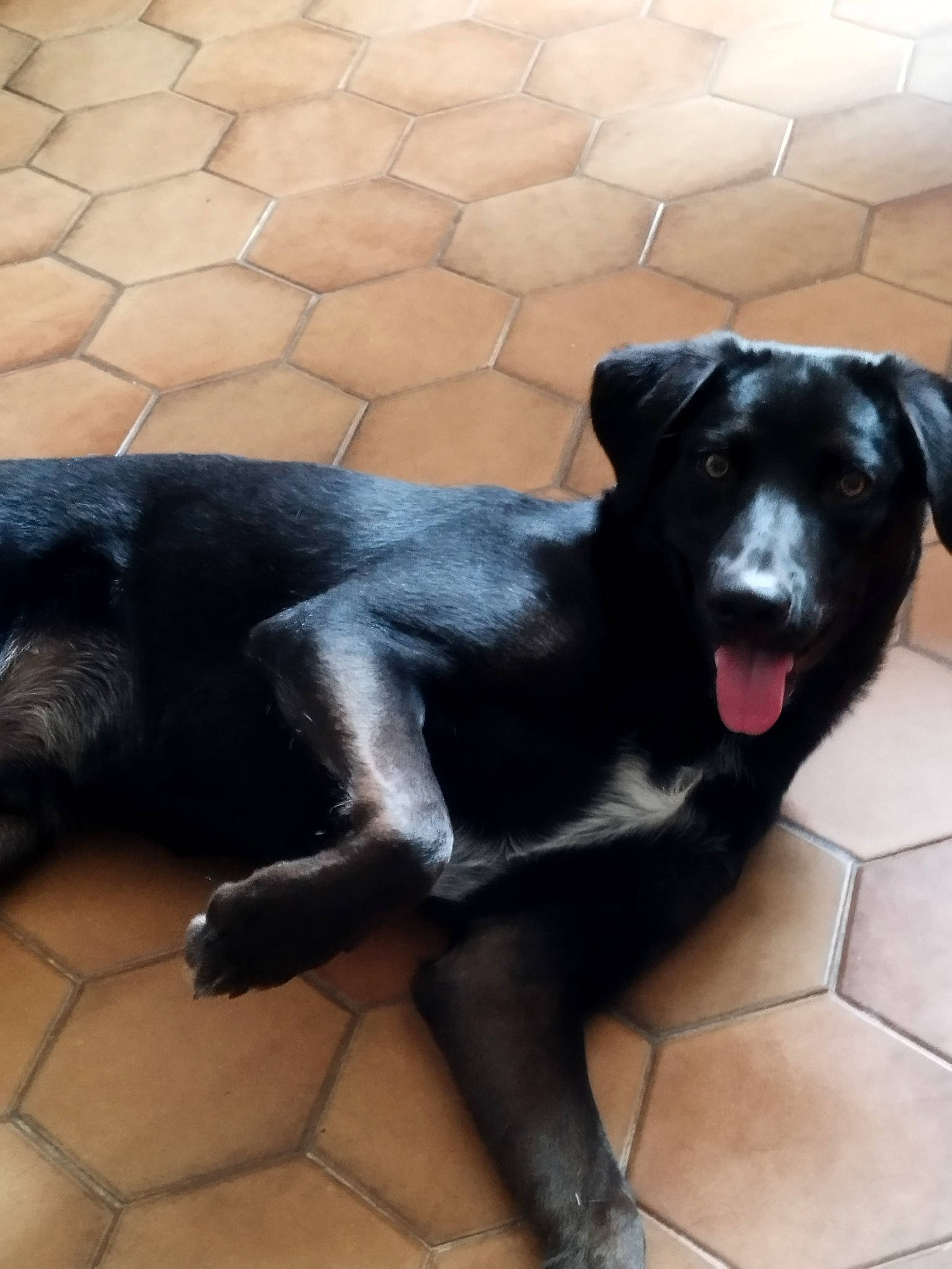 Rocky a rejoint le concours — aidez-le/la à gagner de superbes lots ! borador, canidae, carnivore, companion_dog, dog, dog_breed, flooring, fur, gun_dog, liver, tail, terrestrial_animal, whiskers, working_animal