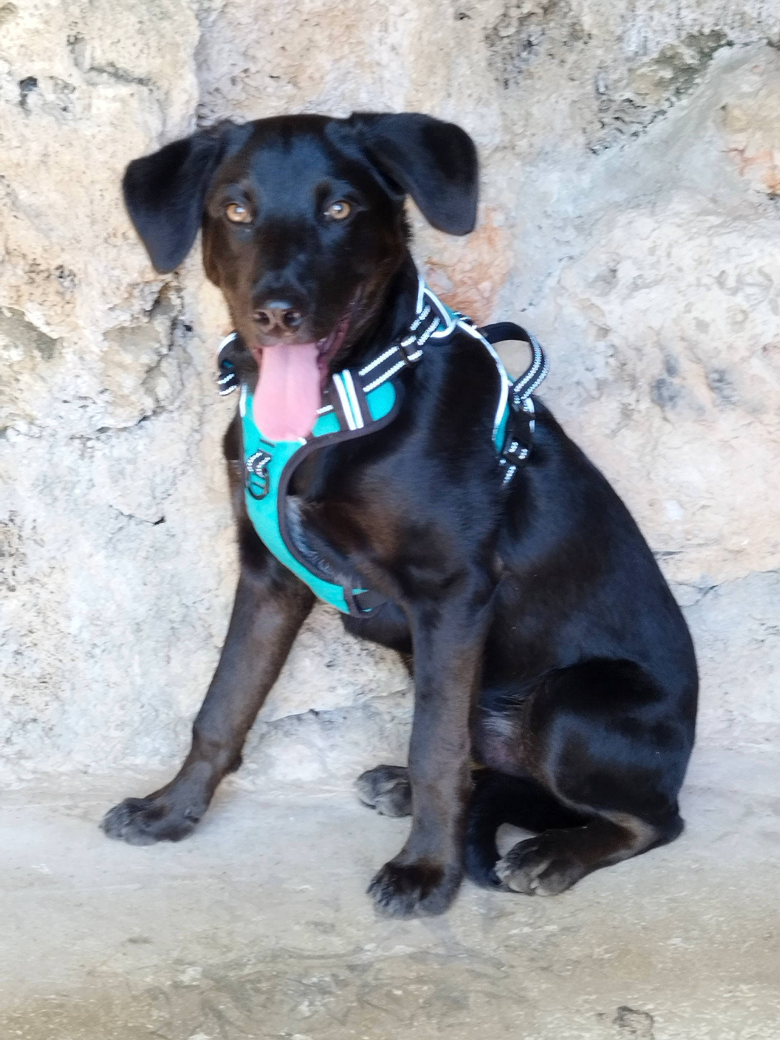 Rocky participe au concours pour gagner de l'argent avec cette photo : canidae, carnivore, collar, companion_dog, dog, dog_breed, dog_collar, dog_supply, electric_blue, fawn, guard_dog, hunting_dog, leash, liver, pet_supply, snout, sporting_group, terrestrial_animal, working_animal, working_dog