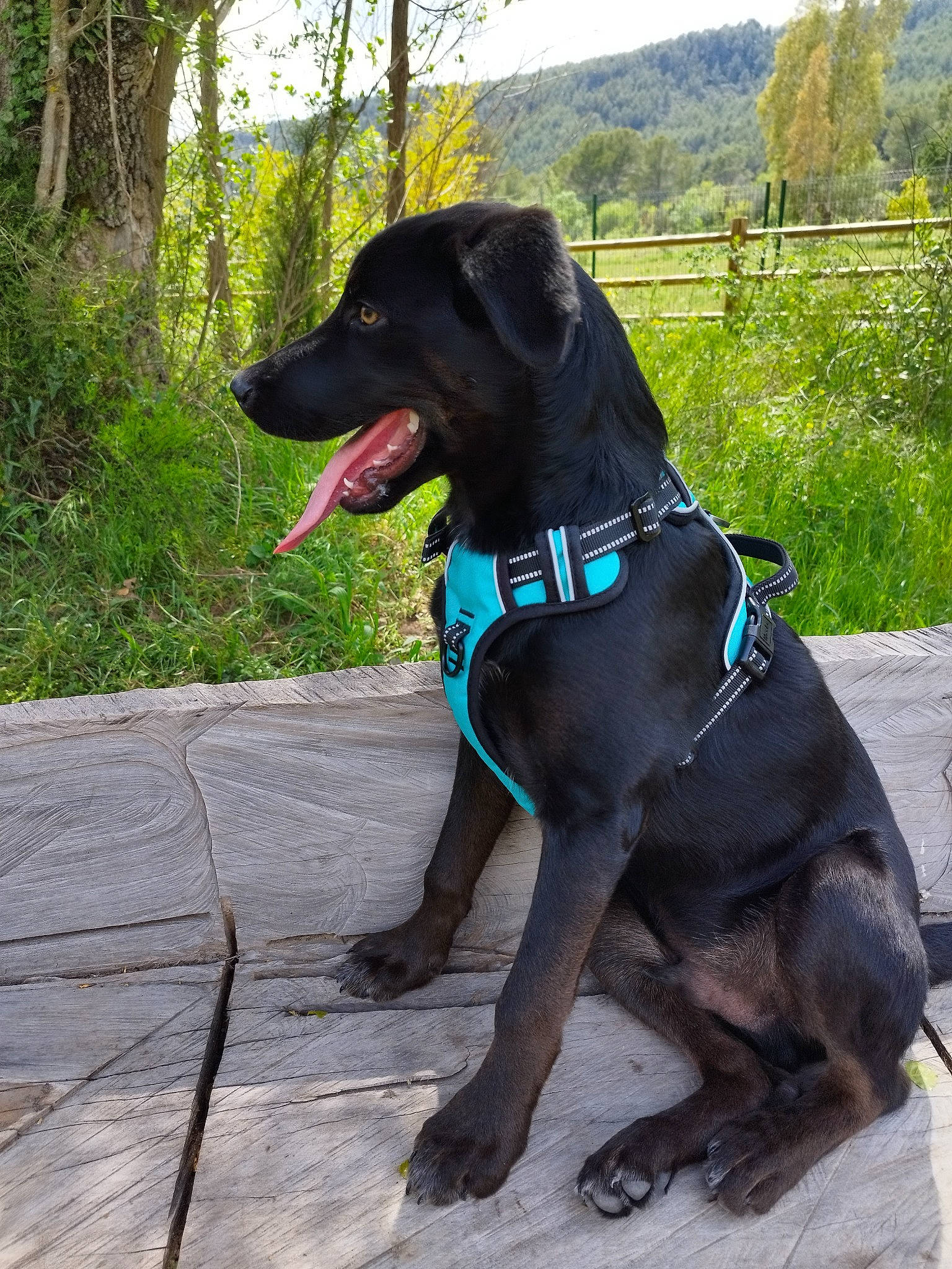 Rocky participe au concours pour gagner de l'argent avec cette photo : adventure, borador, canidae, carnivore, collar, companion_dog, dog, dog_breed, dog_collar, fawn, gun_dog, leash, liver, plant, retriever, snout, sporting_group, tail, tree, working_animal