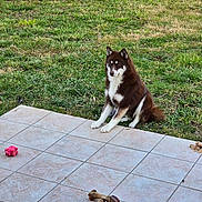 Voxane participe au concours pour gagner de l'argent avec cette photo : dog, brown_dog, white_dog, grass, patio, tiles, bones, dog_toy, outdoor, pet, fence, sitting, canine, animal, yard, play, quiet, nature, domestic_animal, resting