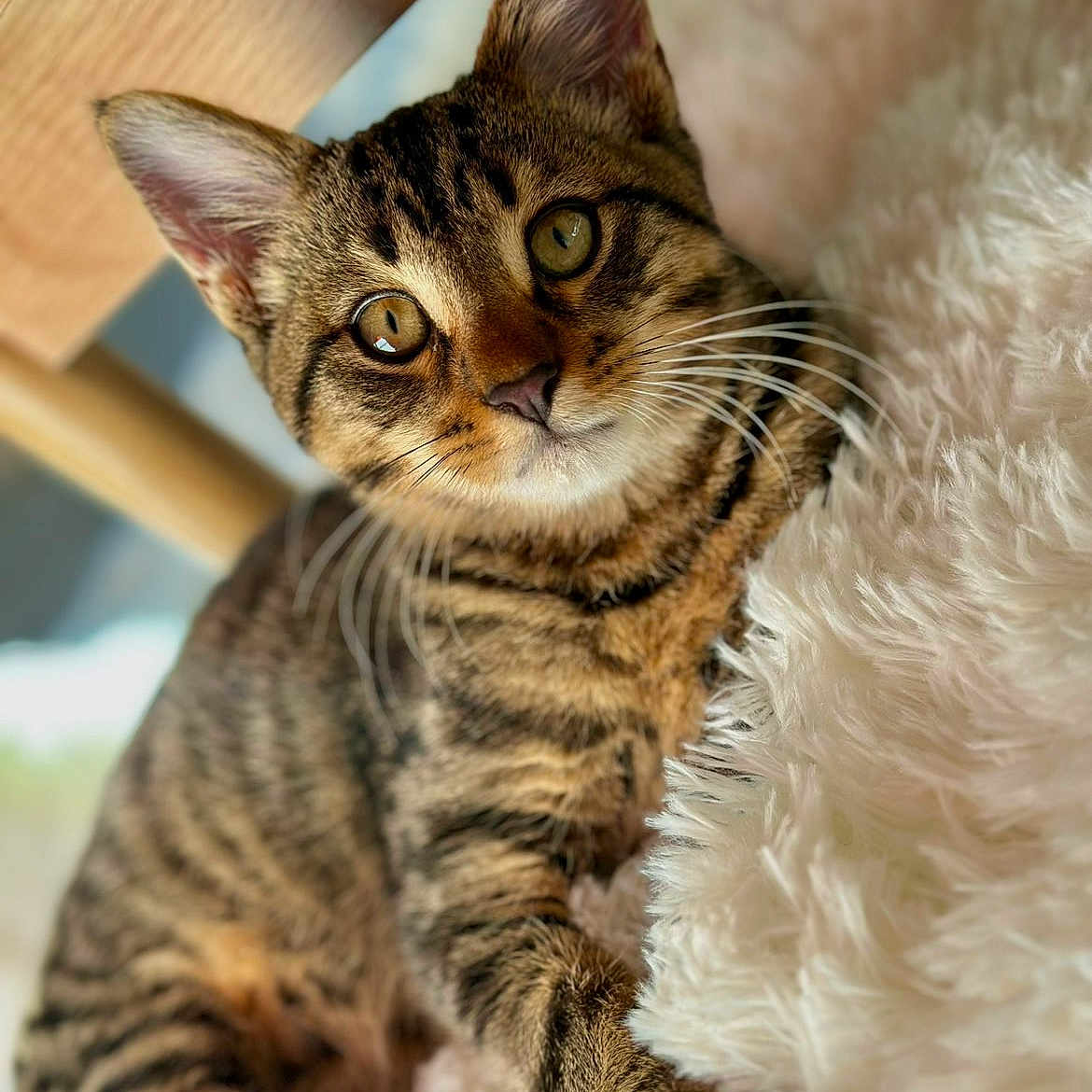 Abao participe au concours pour gagner de l'argent avec cette photo : animal, blanket, cat, closeup, cozy, cute, eyes, feline, fluffy, fur, indoor, mammal, pet, relaxed, resting, soft, tabby, whiskers, wood, young