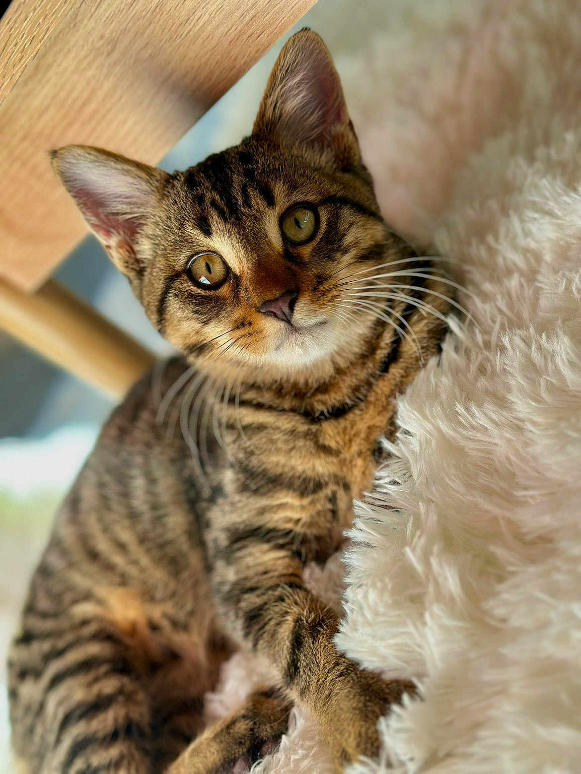 Abao participe au concours pour gagner de l'argent avec cette photo : cat, tabby, fur, whiskers, eyes, animal, pet, cute, fluffy, blanket, indoor, wood, relaxed, closeup, mammal, young, feline, soft, resting, cozy