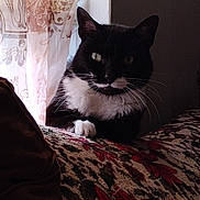 Helen joined the competition — help win amazing prizes! cat, tuxedo_cat, indoor, couch, patterned_fabric, curtain, window_light, whiskers, paw, black_and_white, pet, feline, relaxed, domestic_animal, cozy, home, quiet, shadow, texture, animal