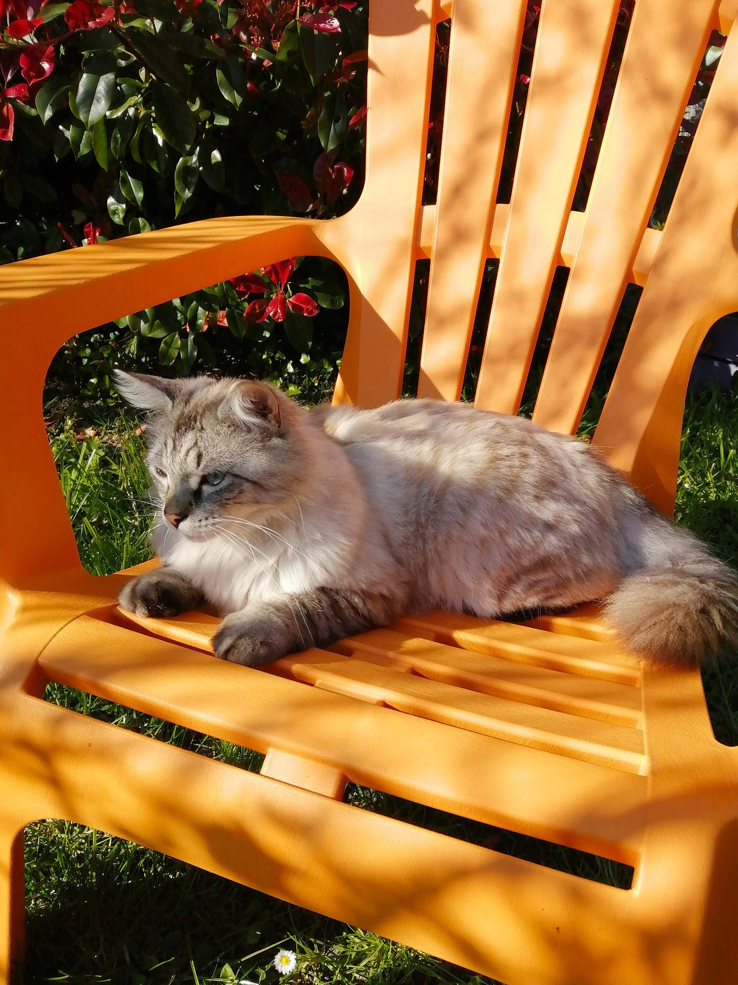 Hubert a rejoint le concours — aidez-le/la à gagner de superbes lots ! carnivore, cat, fawn, felidae, kitten, maine_coon, nebelung, norwegian_forest_cat, small_to_medium_sized_cats, tree, whiskers