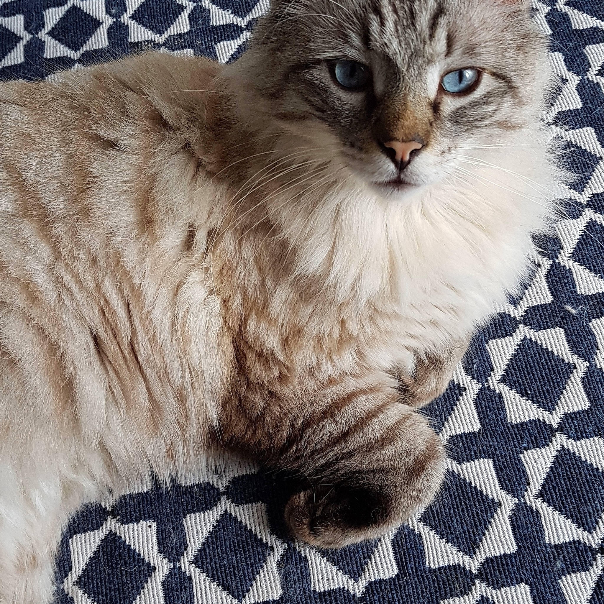 Hubert a rejoint le concours — aidez-le/la à gagner de superbes lots ! american_bobtail, asian, asian_semi_longhair, british_semi_longhair, carnivore, cat, domestic_long_haired_cat, dragon_li, european_shorthair, eye, felidae, fur, mammal, norwegian_forest_cat, pixie_bob, siberian, small_to_medium_sized_cats, tabby_cat, vertebrate, whiskers