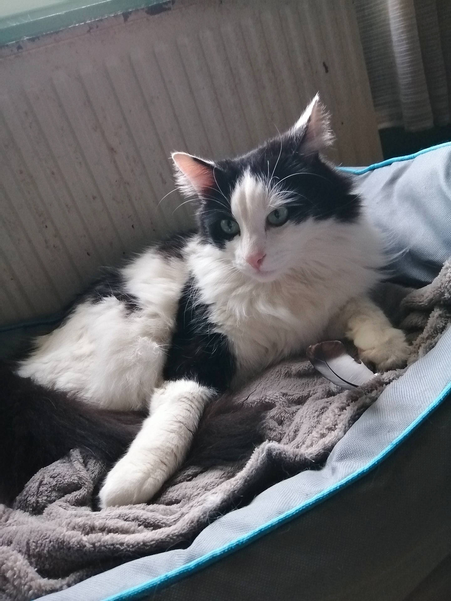 Marmoune a rejoint le concours — aidez-le/la à gagner de superbes lots ! aegean_cat, carnivore, cat, domestic_long_haired_cat, domestic_short_haired_cat, european_shorthair, felidae, kitten, mammal, norwegian_forest_cat, polydactyl_cat, small_to_medium_sized_cats, whiskers