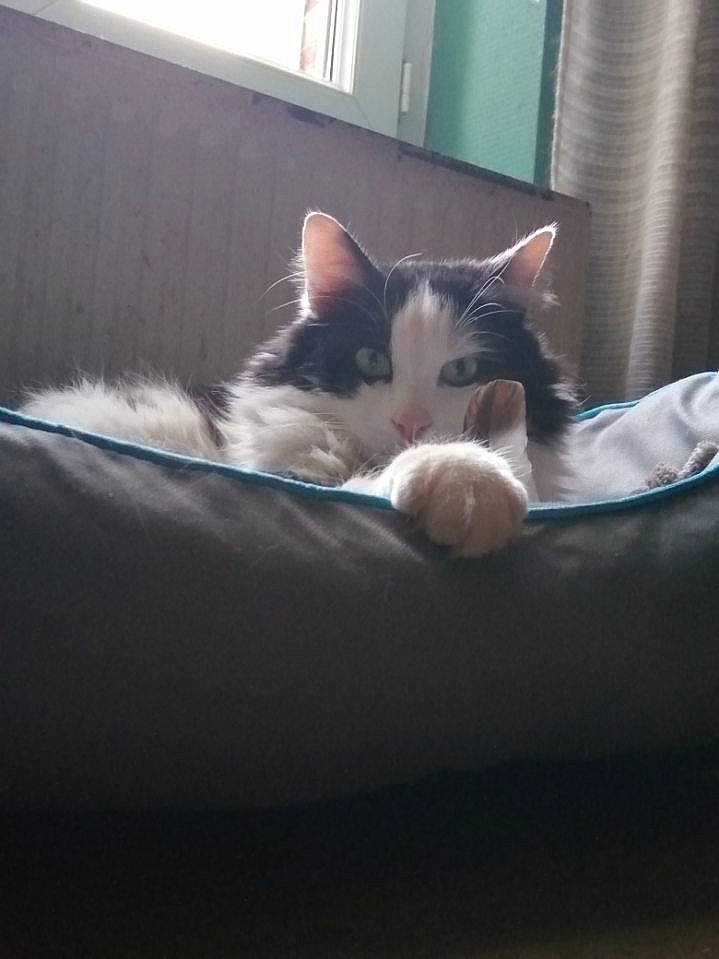 Marmoune participe au concours pour gagner de l'argent avec cette photo : aegean_cat, carnivore, cat, domestic_short_haired_cat, ear, european_shorthair, eye, felidae, fur, kitten, nap, nose, polydactyl_cat, sky, small_to_medium_sized_cats, tail, whiskers