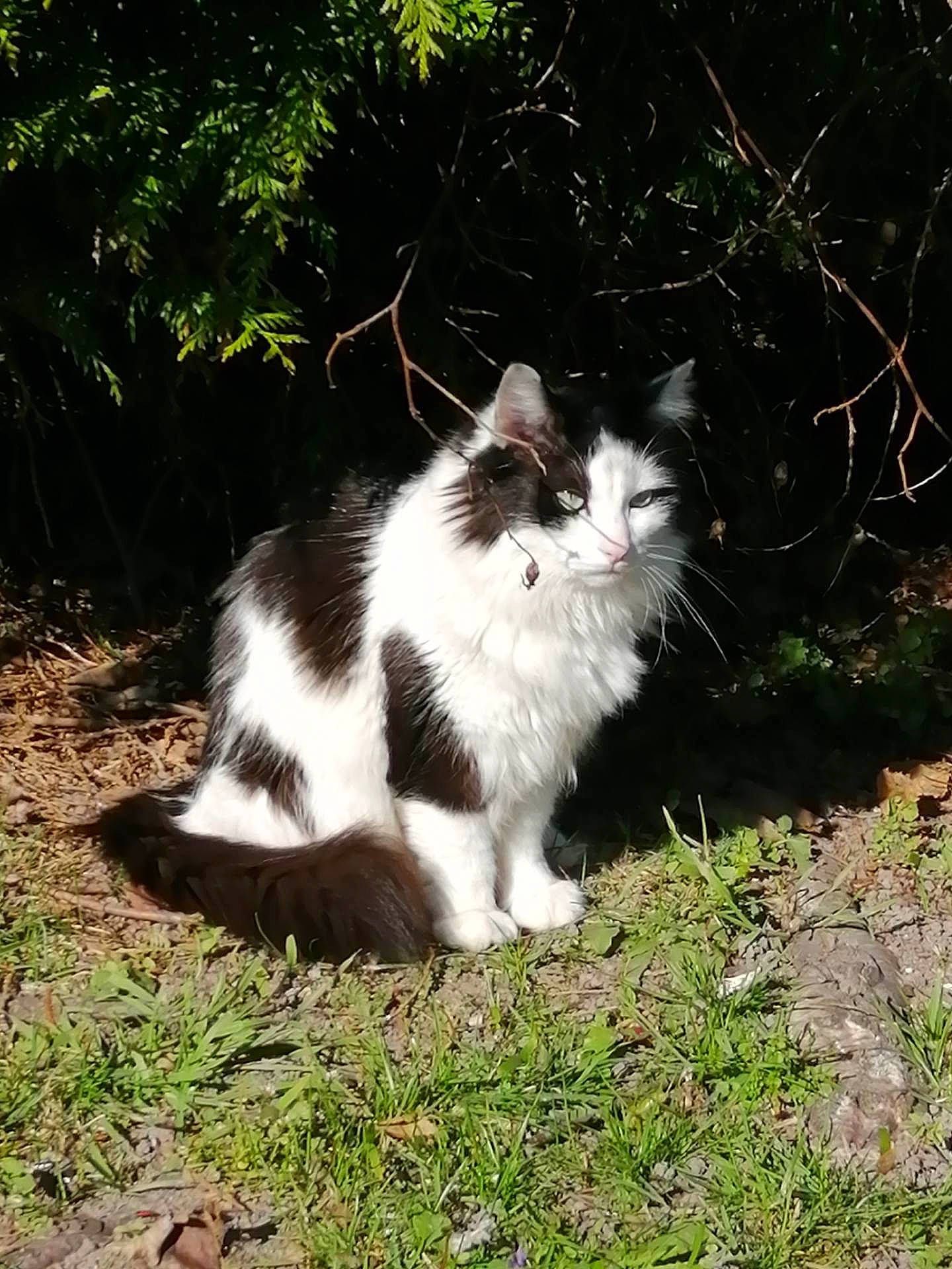 Marmoune participe au concours pour gagner de l'argent avec cette photo : aegean_cat, carnivore, cat, domestic_long_haired_cat, european_shorthair, felidae, fur, grass, kitten, norwegian_forest_cat, plant, polydactyl_cat, small_to_medium_sized_cats, tail, tree, whiskers, wild_cat