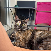 Moon participe au concours pour gagner de l'argent avec cette photo : animal, balcony, bracelet, casual, cat, chair, colorful, curious, domestic_animal, furniture, green_eyes, legs, outdoor, person, pet, relaxed, resting, summer, table, tortoiseshell_cat