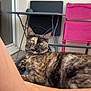 animal, balcony, bracelet, casual, cat, chair, colorful, curious, domestic_animal, furniture, green_eyes, legs, outdoor, person, pet, relaxed, resting, summer, table, tortoiseshell_cat