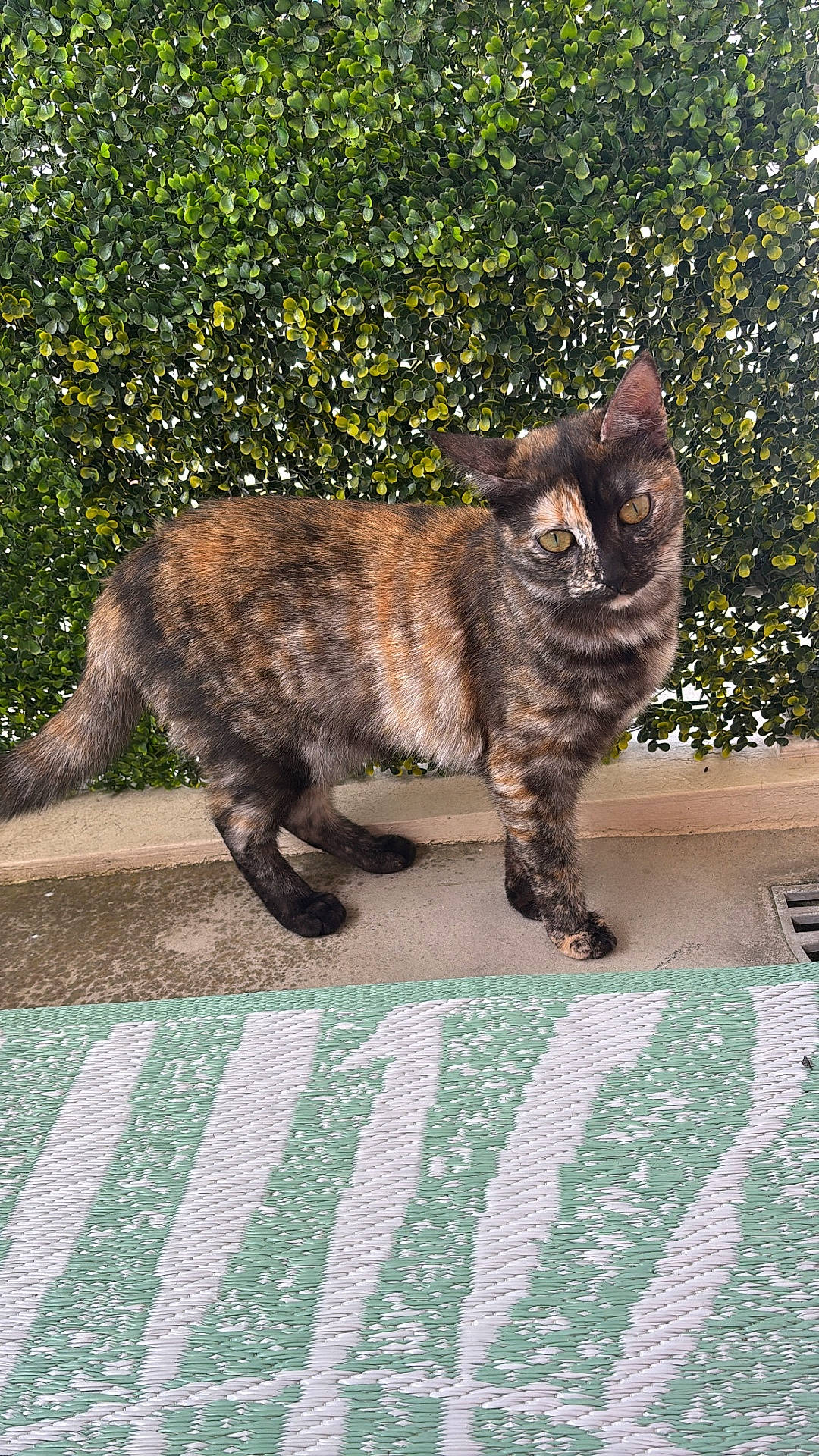 Moon participe au concours pour gagner de l'argent avec cette photo : alert, animal, cat, concrete, curious, daylight, domestic, ears, feline, greenery, ground, hedge, mat, nature, outdoor, pattern, pet, tail, tortoiseshell, whiskers