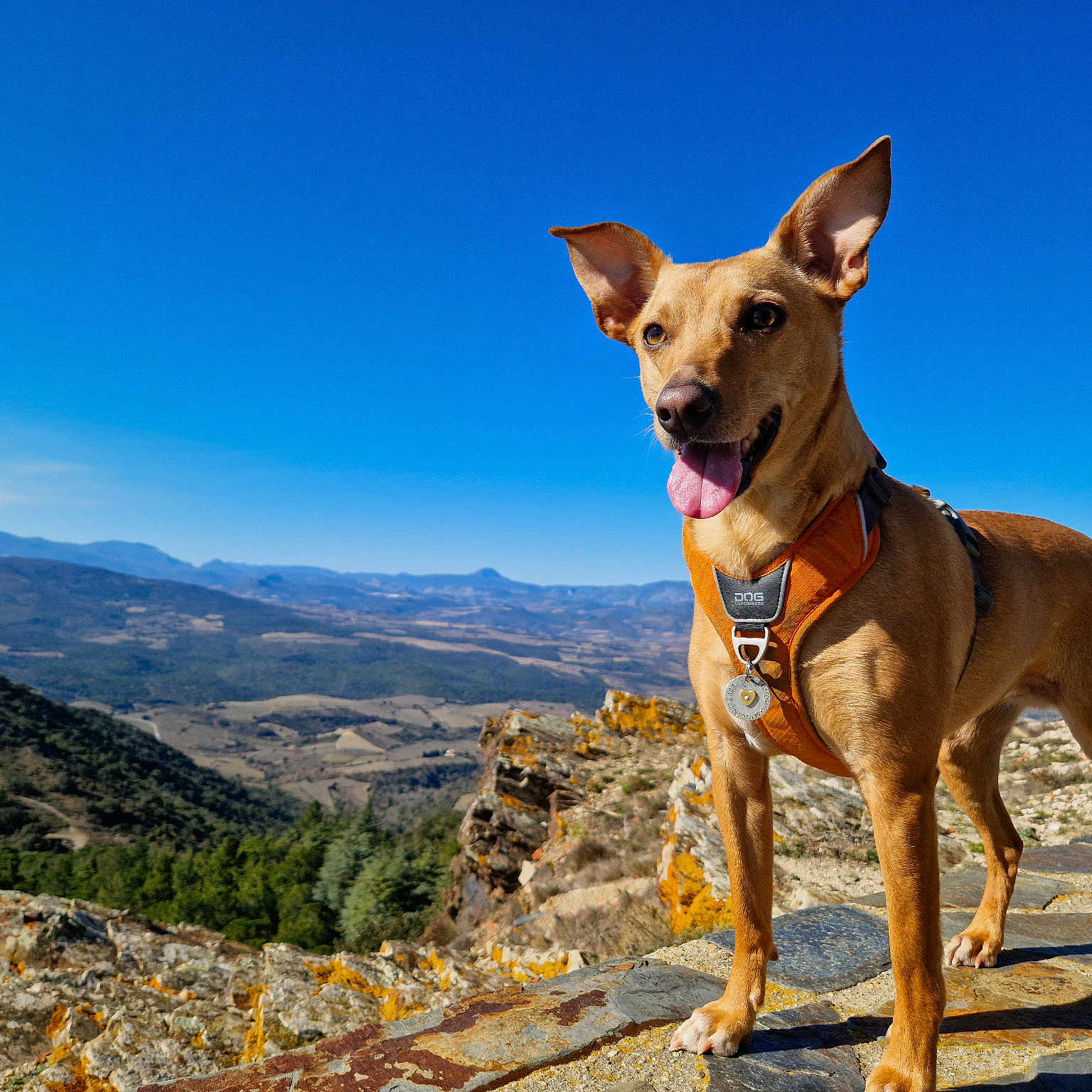 Roxy