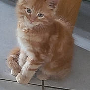 Biscuit a rejoint le concours — aidez-le/la à gagner de superbes lots ! kitten, cat, orange_tabby, feline, pet, animal, cute, fur, indoor, floor, tile, wood, table_leg, small, young, sitting, curious, whiskers, ears, adorable