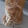 kitten, cat, orange_tabby, feline, pet, animal, cute, fur, indoor, floor, tile, wood, table_leg, small, young, sitting, curious, whiskers, ears, adorable