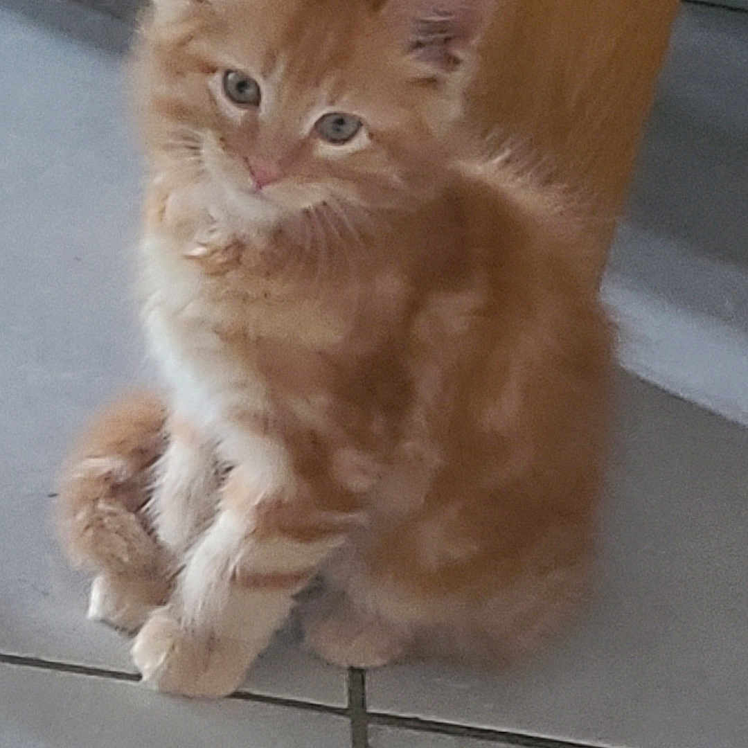 Biscuit
