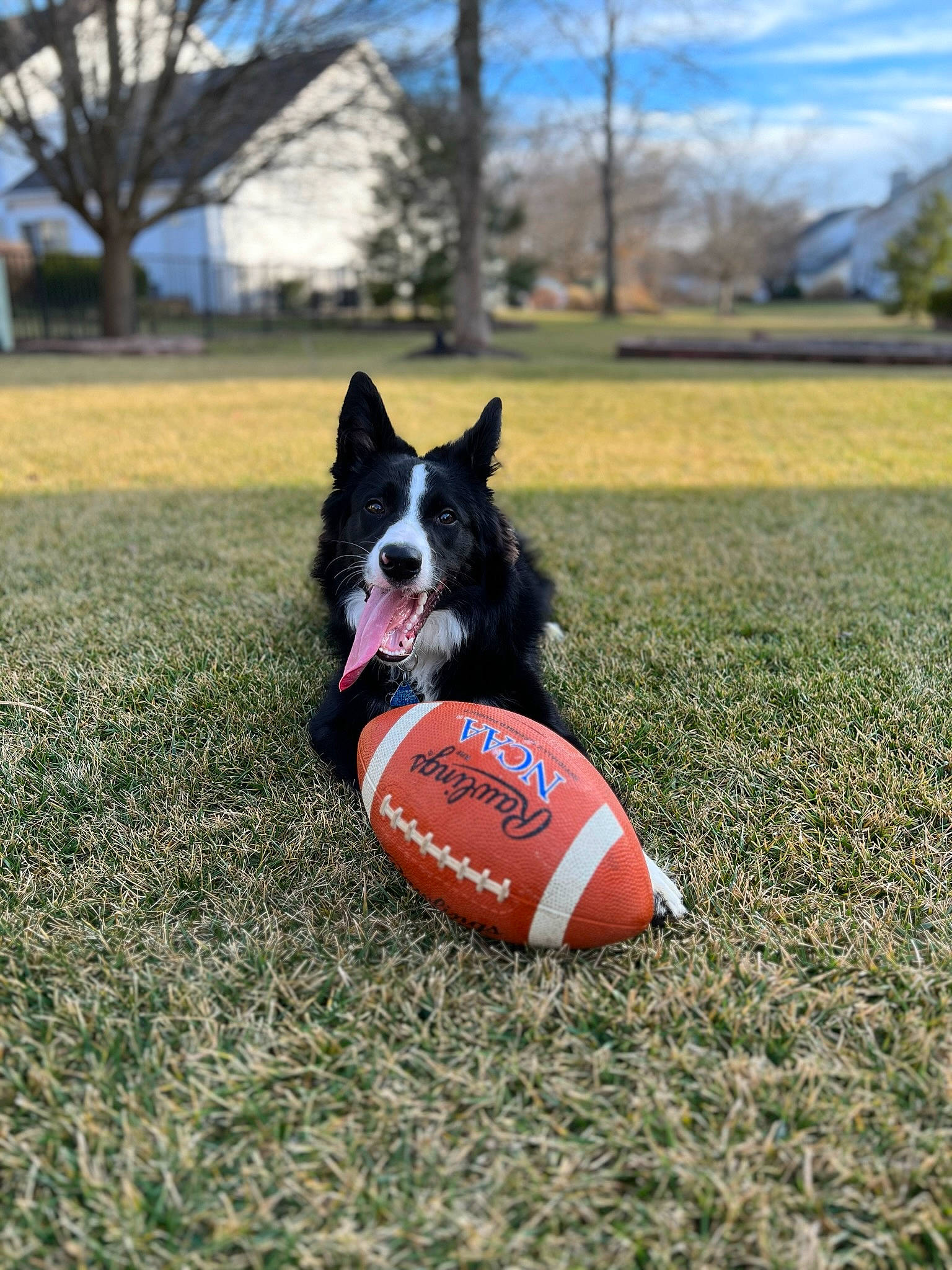 Beau is registered to the contest to win money with this photo: ball, ball_game, carnivore, cloud, companion_dog, dog, dog_breed, dog_sports, football, games, grass, leisure, plant, recreation, sky, soccer_ball, sports, sports_equipment, sports_toy, tree