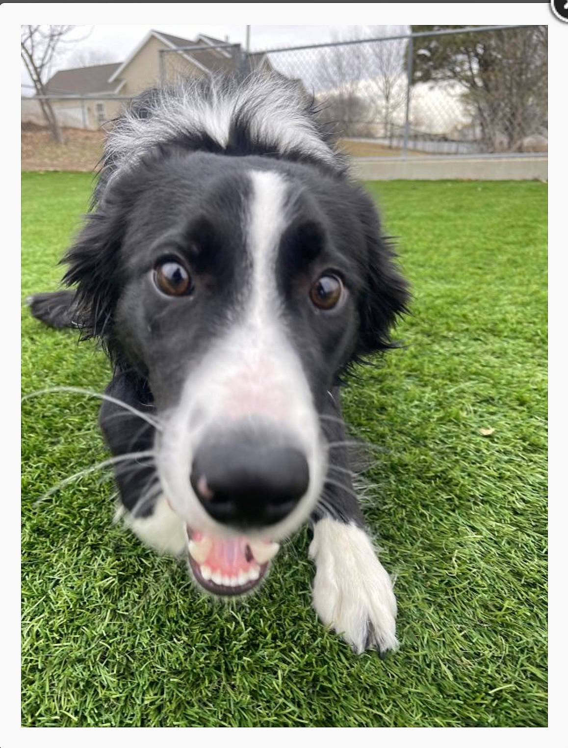 Beau joined the competition — help win amazing prizes! border_collie, canidae, carnivore, companion_dog, dog, dog_breed, grass, herding_dog, plant, rectangle, sporting_group, terrestrial_animal, tree, whiskers, working_animal, working_dog