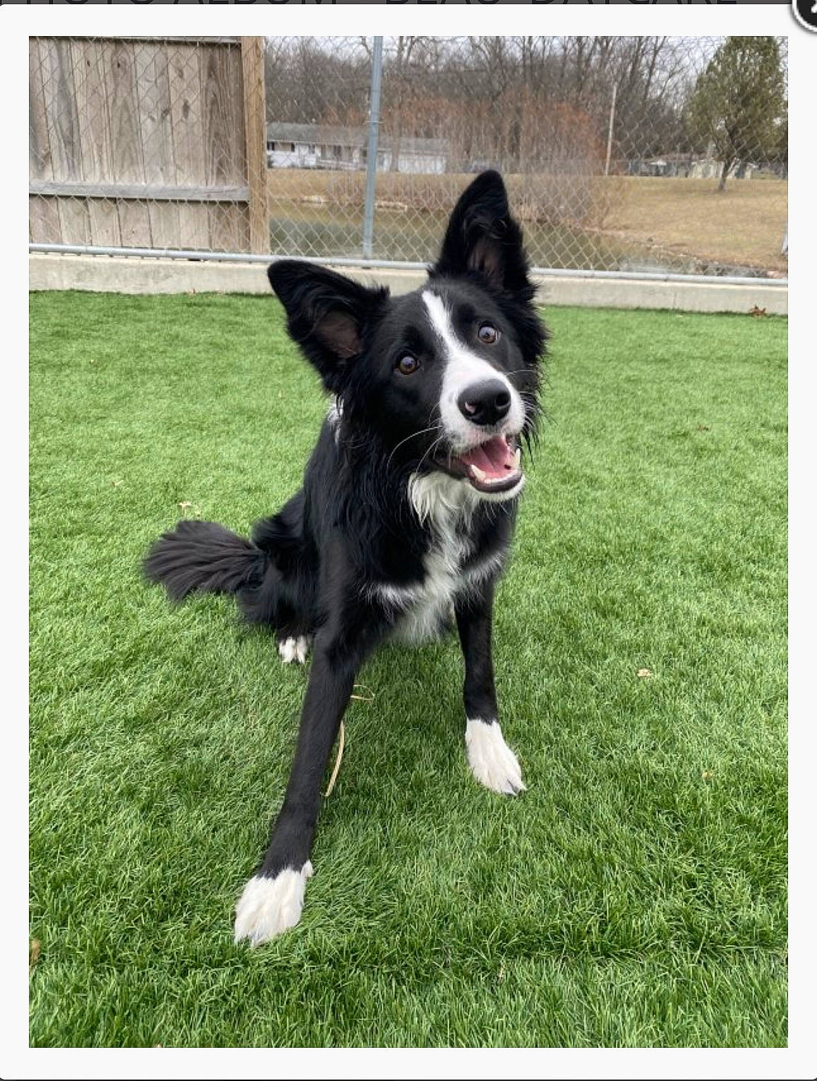 Beau is registered to the contest to win money with this photo: animal_sports, border_collie, canidae, carnivore, companion_dog, dog, dog_breed, dog_sports, fence, grass, herding_dog, plant, rectangle, sporting_group, sports_equipment, tail, working_animal, working_dog