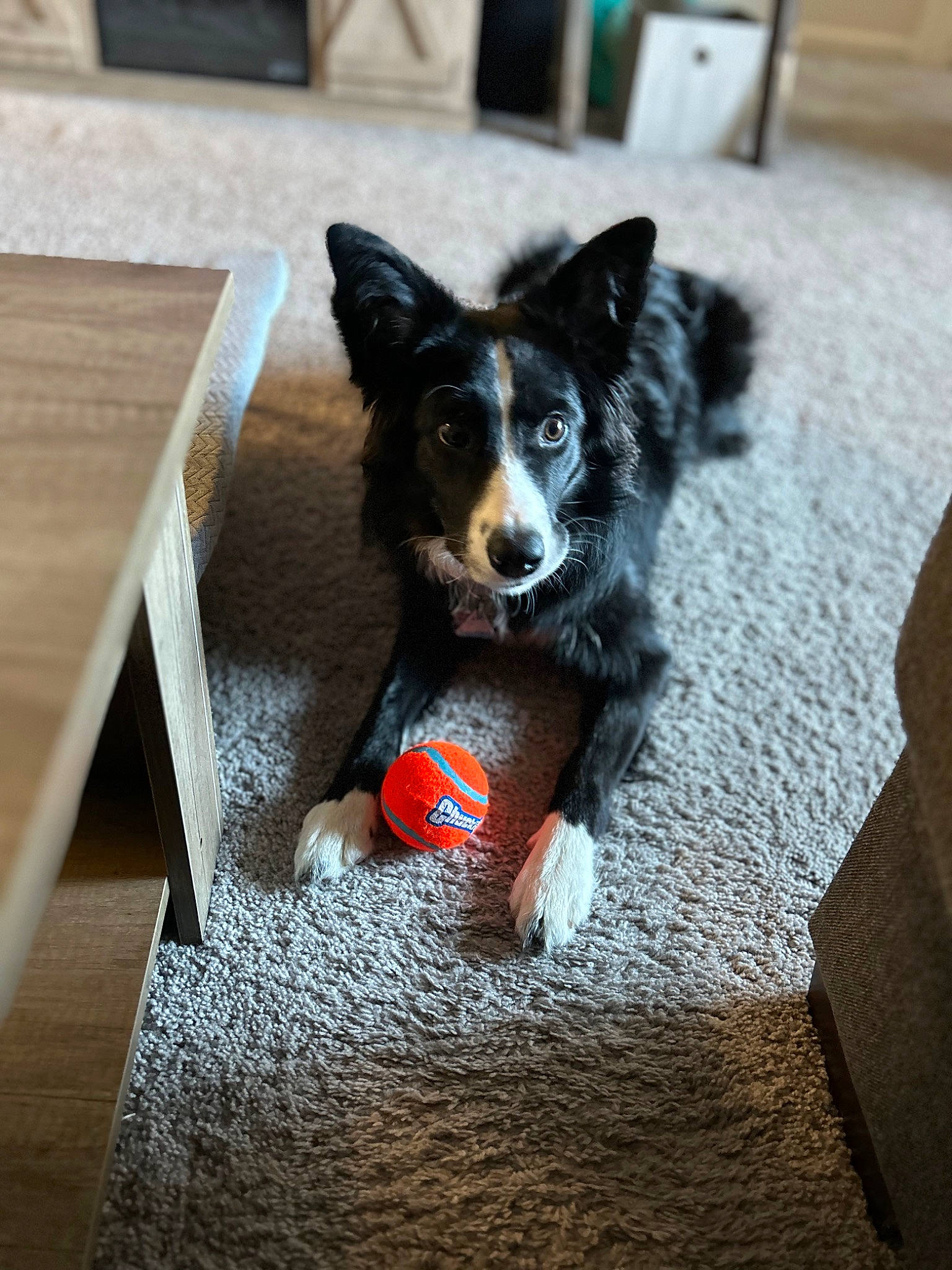 Beau joined the competition — help win amazing prizes! canidae, carmine, carnivore, companion_dog, dog, dog_breed, flooring, fur, guard_dog, hardwood, herding_dog, paw, rectangle, snout, sporting_group, tail, toy_dog, wood, working_animal, working_dog