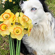 Zoey is registered to the contest to win money with this photo: dog, bouquet, daffodils, yellow_flowers, grass, outdoor, blue_eye, white_fur, black_fur, brown_fur, fur, petals, flower_stems, human_hand, closeup, portrait, spring, nature, garden, screenshot_ui