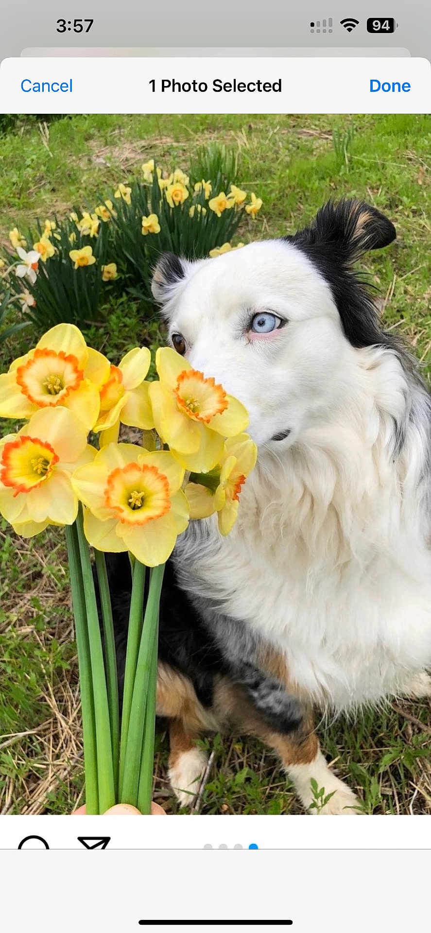 Zoey is registered to the contest to win money with this photo: dog, bouquet, daffodils, yellow_flowers, grass, outdoor, blue_eye, white_fur, black_fur, brown_fur, fur, petals, flower_stems, human_hand, closeup, portrait, spring, nature, garden, screenshot_ui