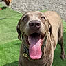 Fenrir is registered to the contest to win money with this photo: dog, tongue, happy, pet, outdoor, grass, canine, animal, playful, collar, tag, brown_dog, closeup, smiling, tongue_out, sunlight, daytime, nature, blurred_background, two_dogs