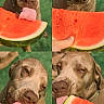 Fenrir joined the competition — help win amazing prizes! dog, watermelon, tongue, fruit, green_background, collage, summer, outdoor, pet, canine, licking, closeup, animal, snout, cute, playful, food, hand, nature, vintage_filter