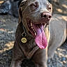 dog, tongue, outdoor, sunlight, tree, ground, rocks, pet, canine, collar, tag, relaxed, happy, animal, nature, blurred_background, brown_fur, tongue_out, close_up, lying_down