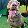 animal, blue_eyes, brown_fur, canine, collar, companion, dog, domestic_animal, friendly, grass, happy, nose, outdoor, paw, pet, playful, sitting, tag, tongue, tongue_out