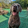 animal, blurred_background, canine, closeup, collar, daylight, dog, ears, fur, greenery, happy, looking_up, muzzle, nature, outdoor, pet, playful, sitting, sky, tongue_out