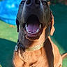 animal, blurred_background, brown_fur, canine, closeup, collar, daylight, dog, friendly, grass, happy, looking_up, mouth_open, outdoor, pet, playful, portrait, sunlight, teeth, tongue