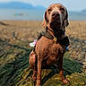animal, beach, blanket, canine, collar, curious, dog, harness, landscape, mammal, nature, outdoor, pet, photobomb, portrait, rocky_shore, sea, sitting, water, wildlife