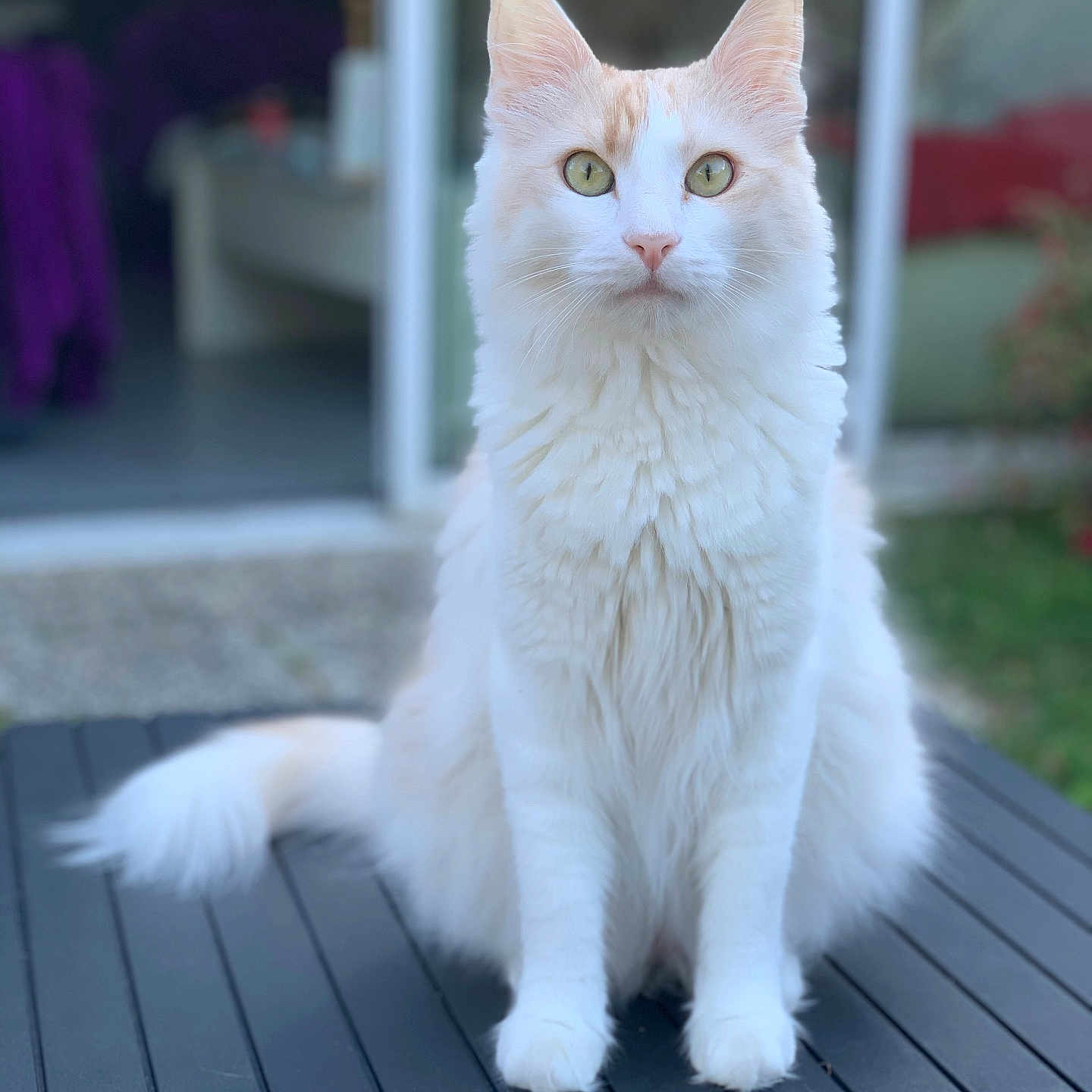 Naboo a rejoint le concours — aidez-le/la à gagner de superbes lots ! abyssinian, angora, animal, architecture, building, cat, computer, deck, electronics, hardwood, house, housing, kitten, laptop, manx, pc, pet, porch, siamese, wood