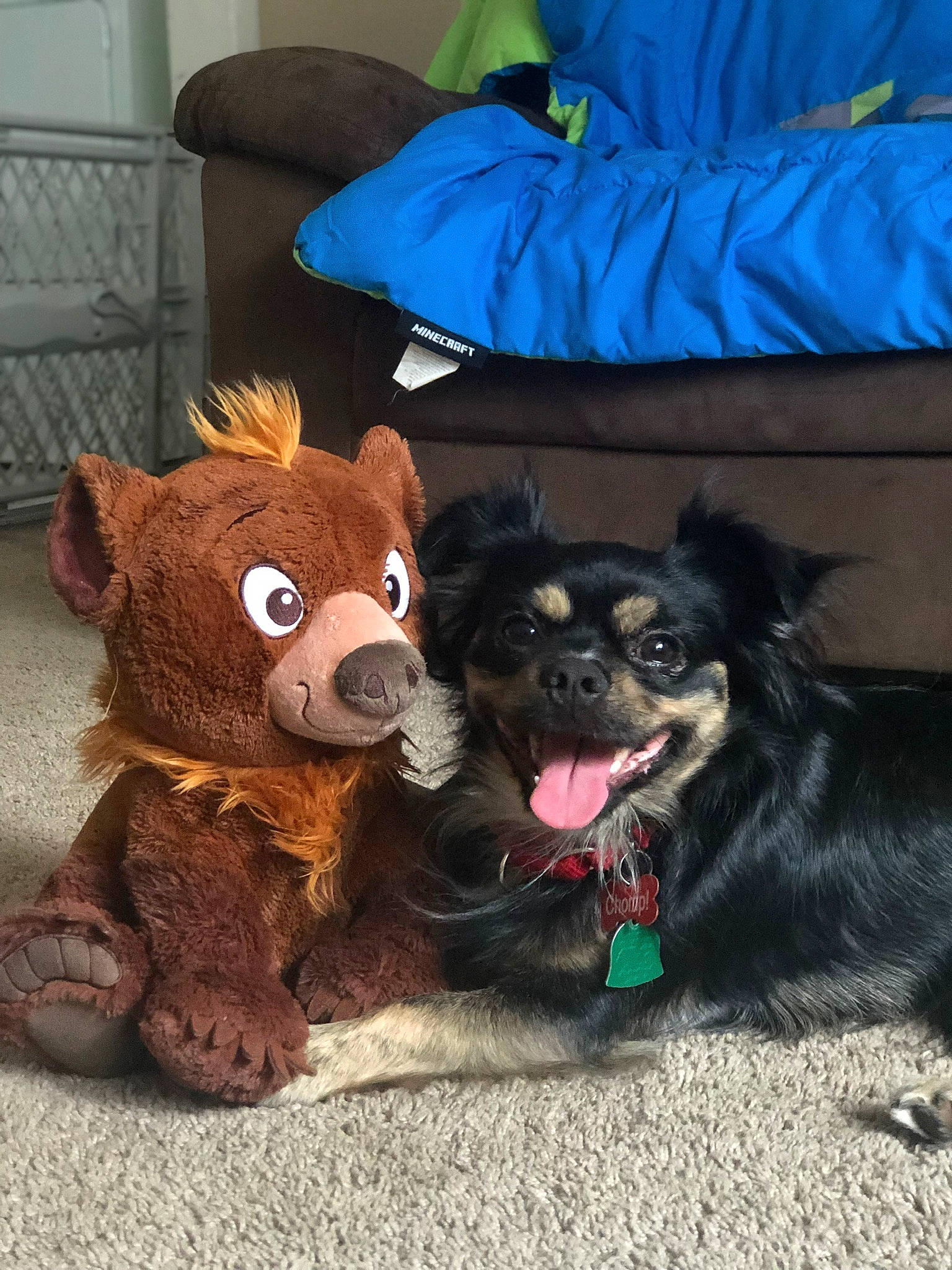 Chomp joined the competition — help win amazing prizes! canidae, carnivore, companion_dog, dog, dog_breed, dog_toy, fur, mammal, puppy, snout, sporting_group, toy, toy_dog, vertebrate