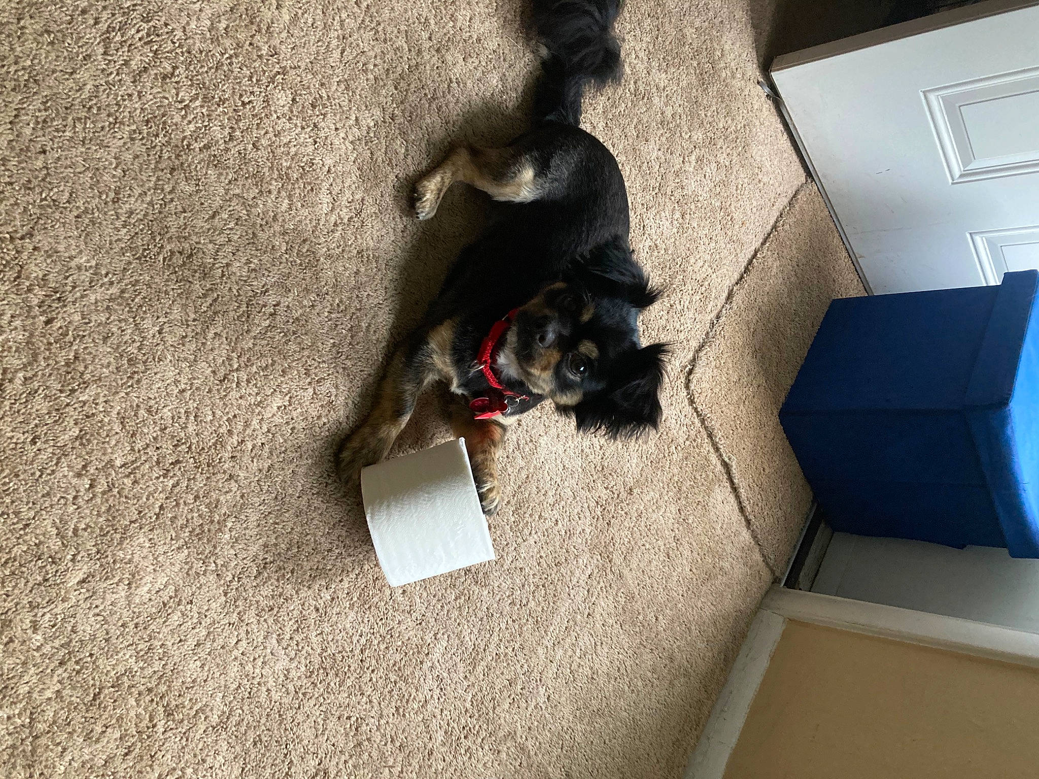 Chomp is registered to the contest to win money with this photo: canidae, carnivore, cat, companion_dog, dog, dog_breed, floor, flooring, miniature_schnauzer, puppy, room, sporting_group, tail