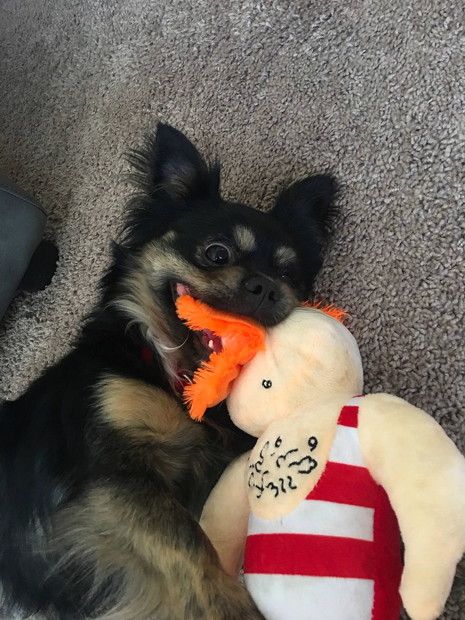 Chomp joined the competition — help win amazing prizes! canidae, carnivore, companion_dog, dog, dog_breed, puppy, schipperke, tail