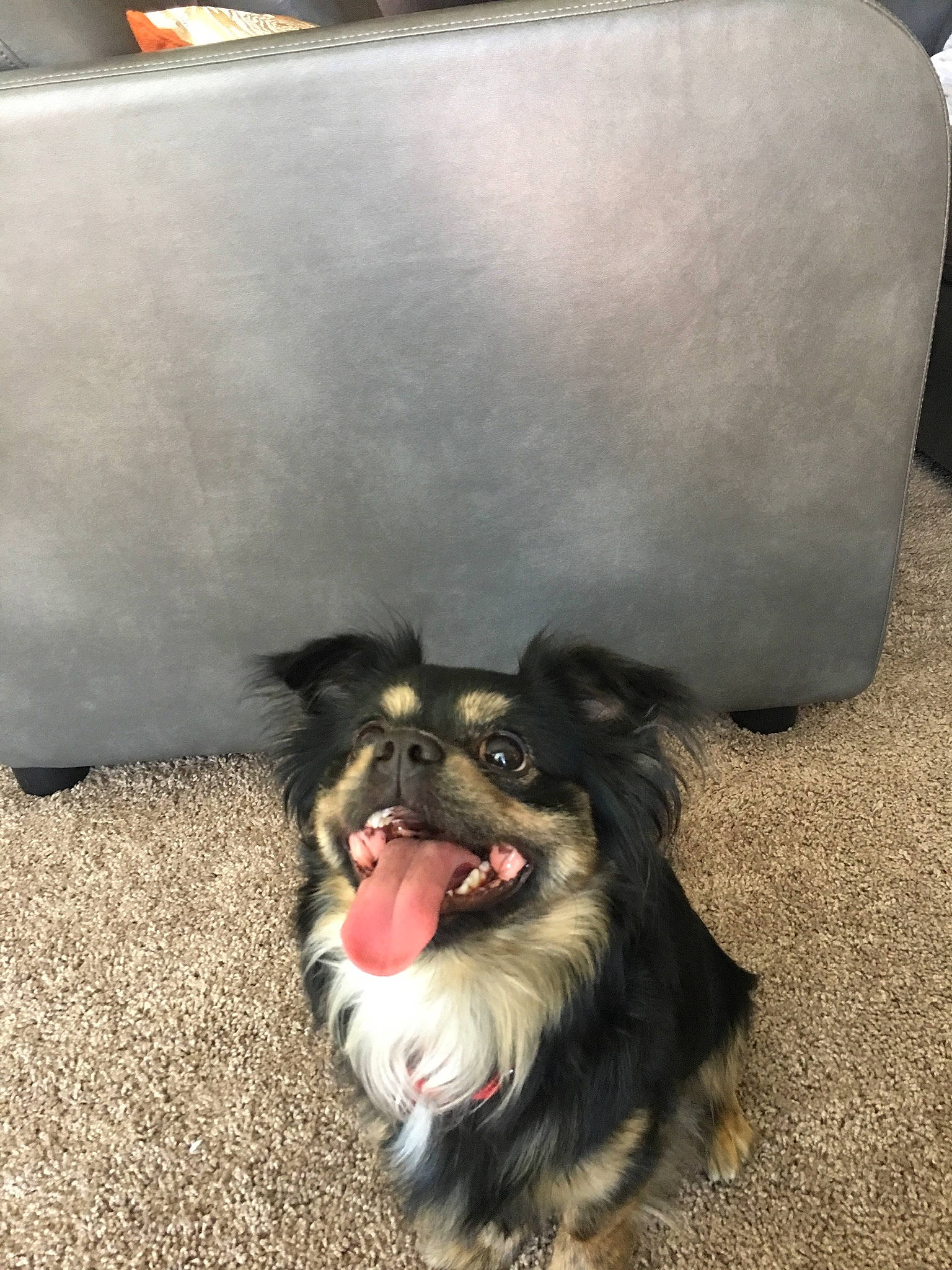 Chomp is registered to the contest to win money with this photo: bolonka, canidae, carnivore, chinese_imperial_dog, companion_dog, dog, dog_breed, havanese, lhasa_apso, lowchen, mammal, miniature_schnauzer, morkie, puppy, schnoodle, shih_tzu, snout, sporting_group, tibetan_terrier, toy_dog